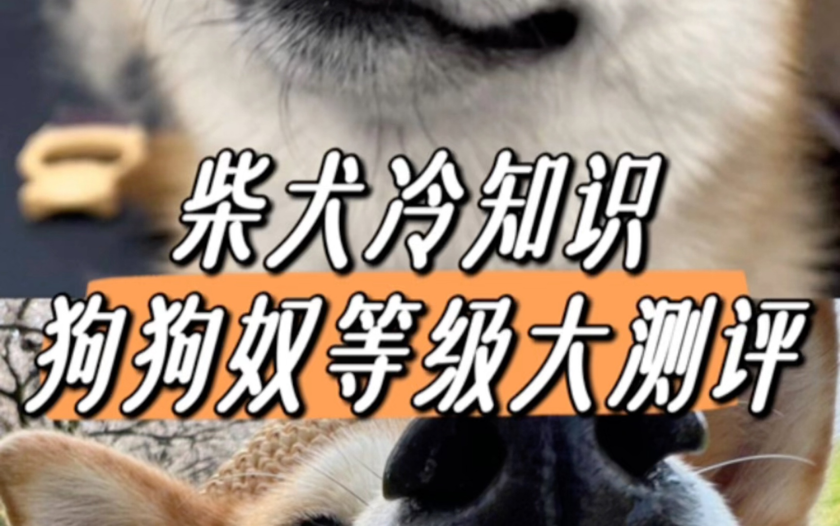 柴犬冷知识,狗狗奴等级大测评!哔哩哔哩bilibili