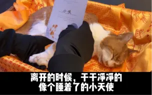 Download Video: 22岁的猫咪，猫生圆满