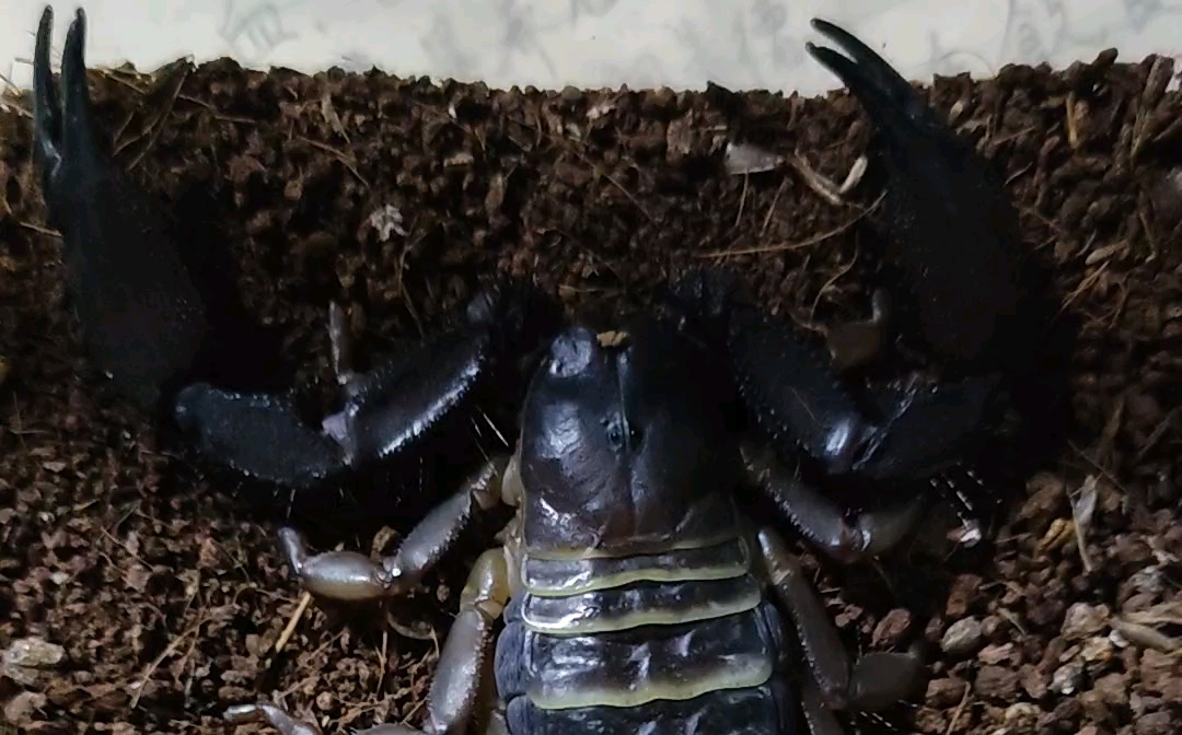 坦桑尼亚斑马扁石蝎