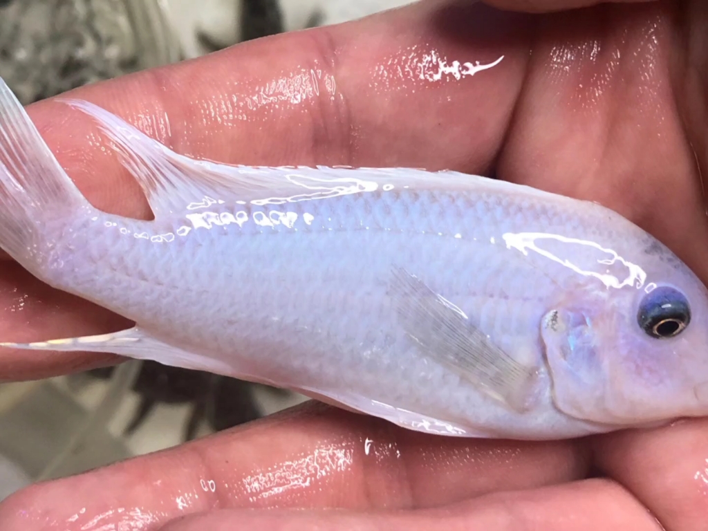 三湖慈鲷 岩栖 白珍珠斑马