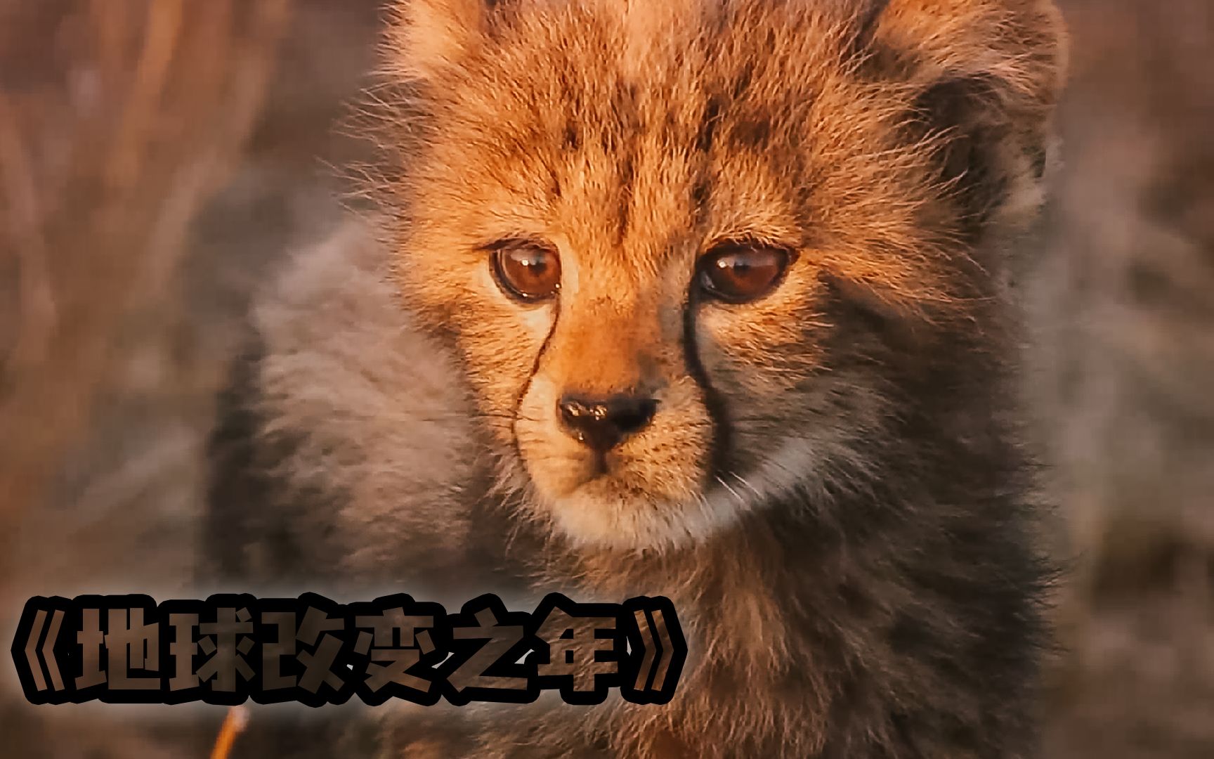 《地球改变之年》探讨人与自然和谐共处,看完后的你有什么启迪?