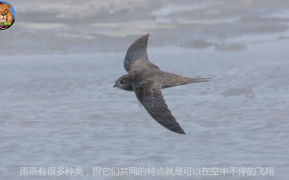 可以在空中连续飞几年的鸟,吃饭、交配全都能在空中完成哔哩哔哩bilibili