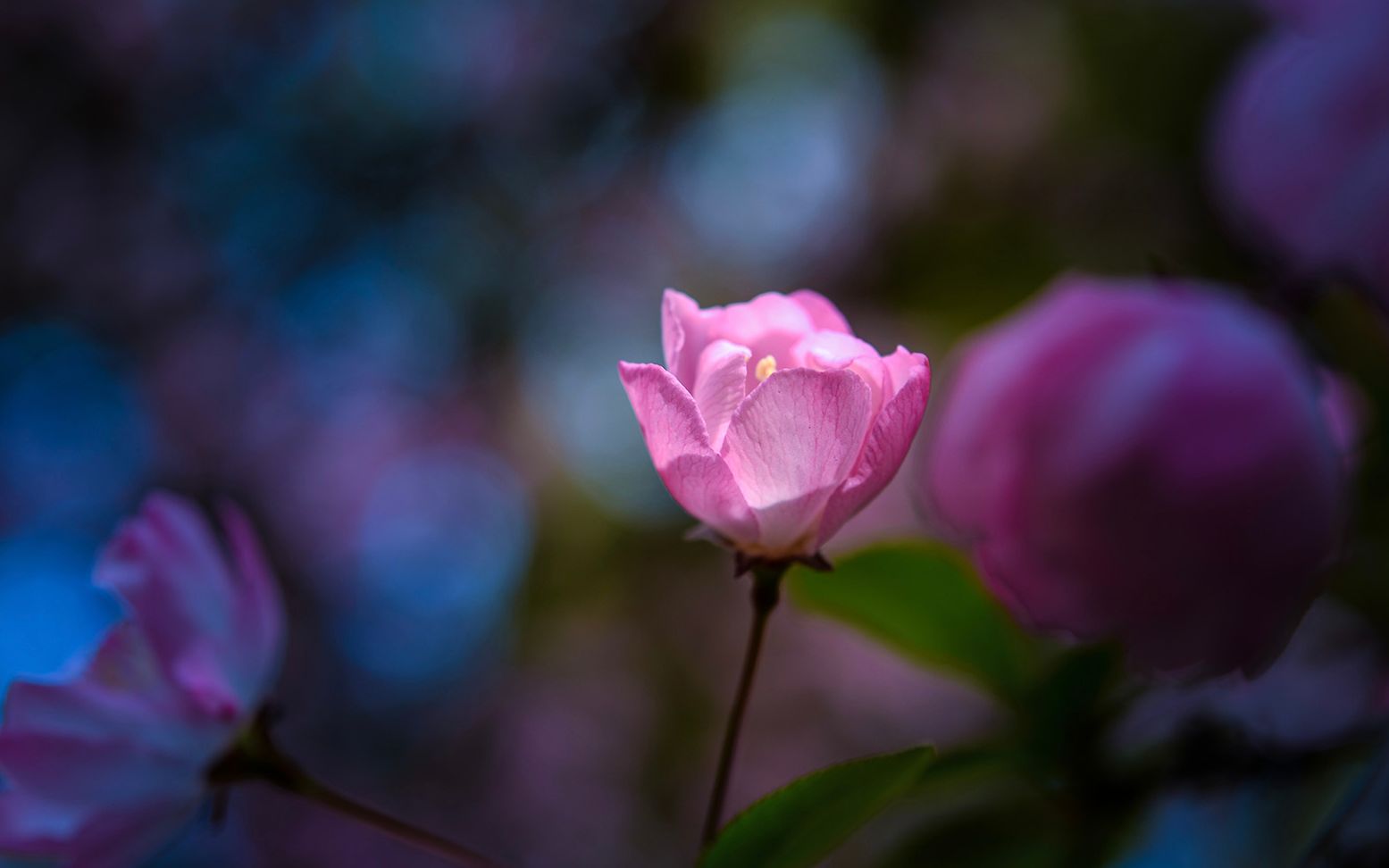 1小时舒缓竖琴纯音乐休息放松助眠音乐舒缓放松心情