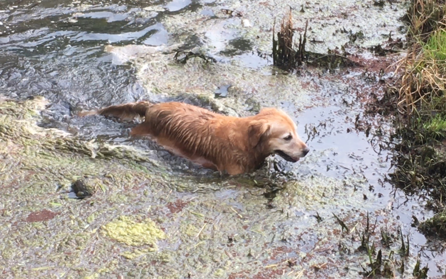 活动  趁主人不注意,大金毛竟跳进了泥潭,主人看见后不敢相认
