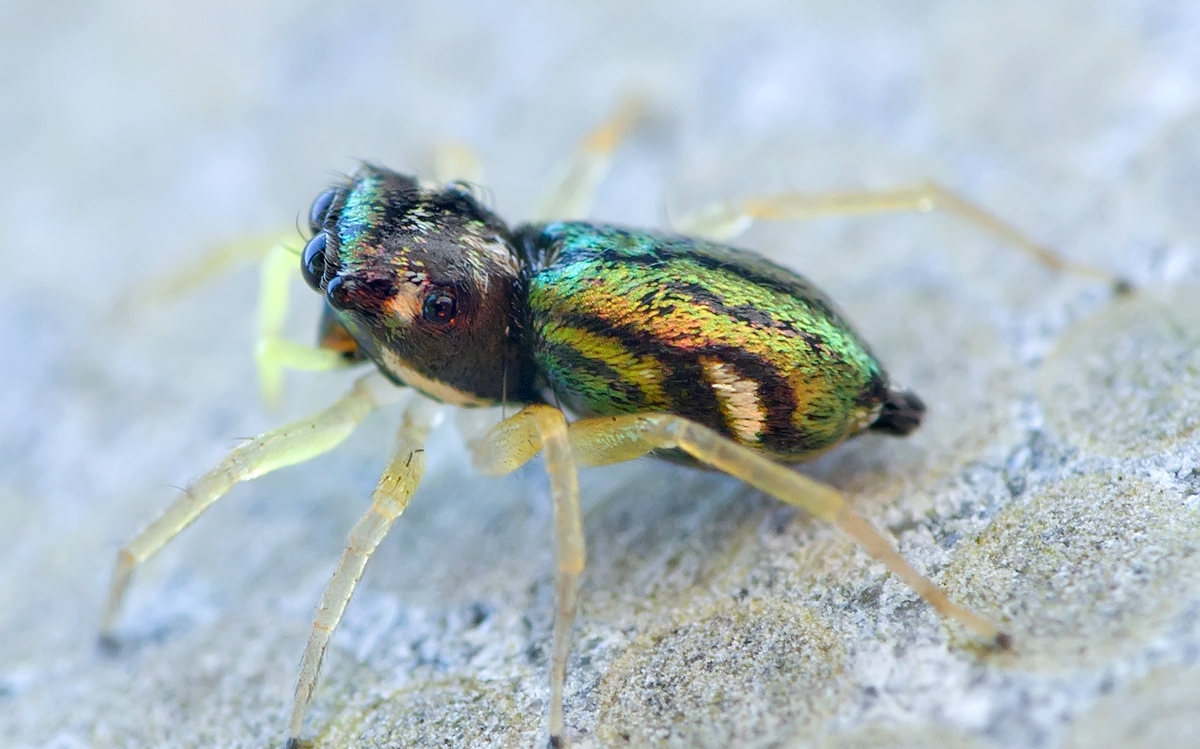 花腹金蝉跳蛛开箱视频~~~_哔哩哔哩 (゜-゜)つロ 干杯~-bilibili