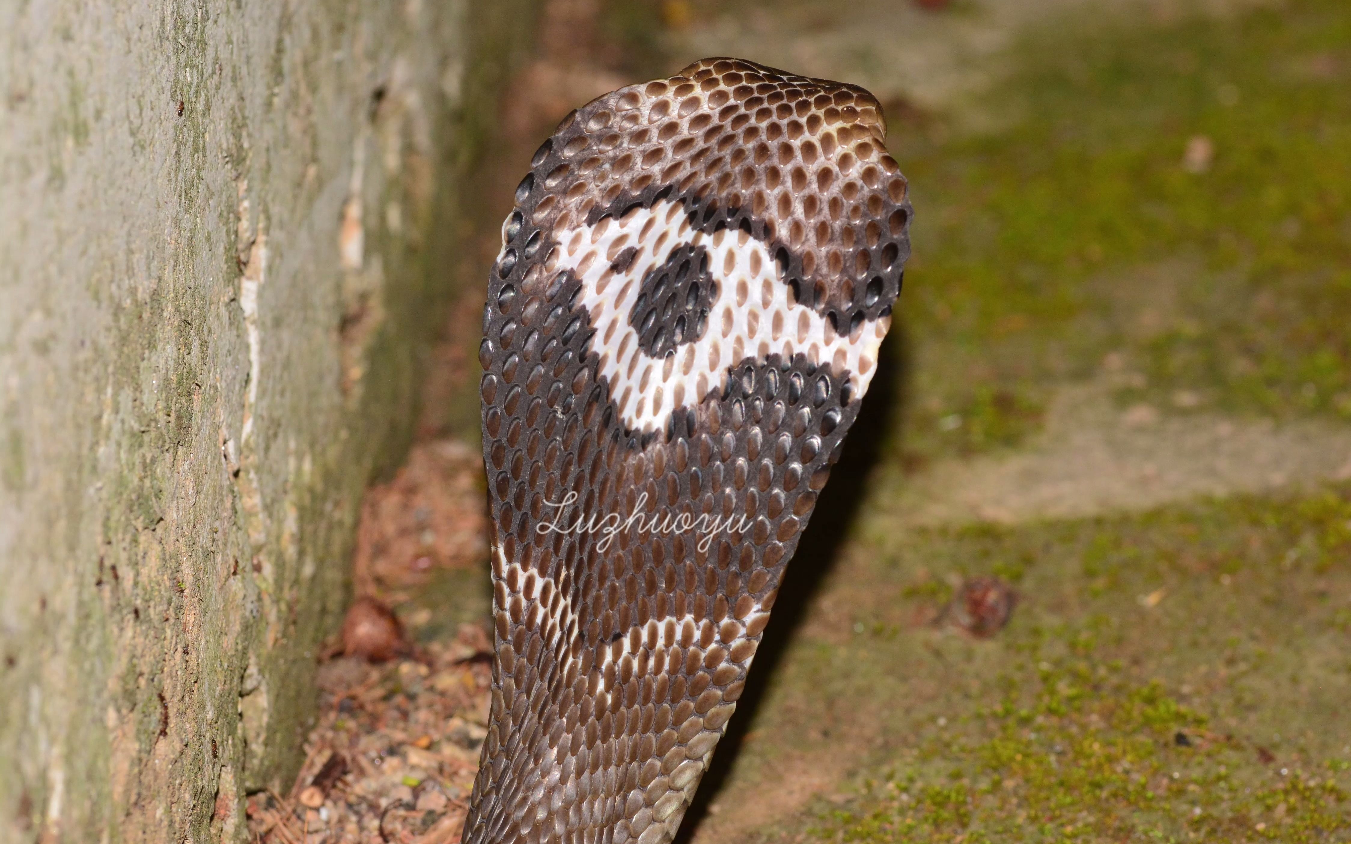 舟山眼镜蛇颈背纹展示_哔哩哔哩_bilibili