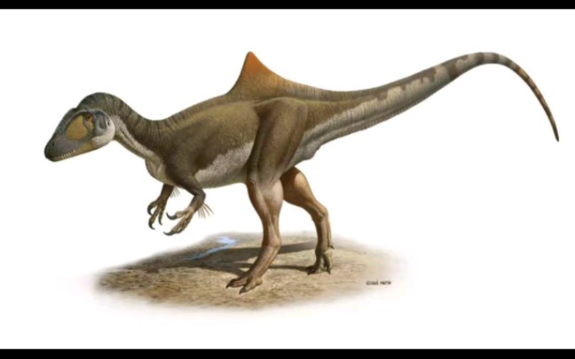 昆卡猎龙 (concavenator) 又被称为驼背龙,是一种小型异特龙超科鲨齿