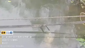 【2024/12/13】浙江省台州温岭市城西街道西塘大厦后面的河道第八天