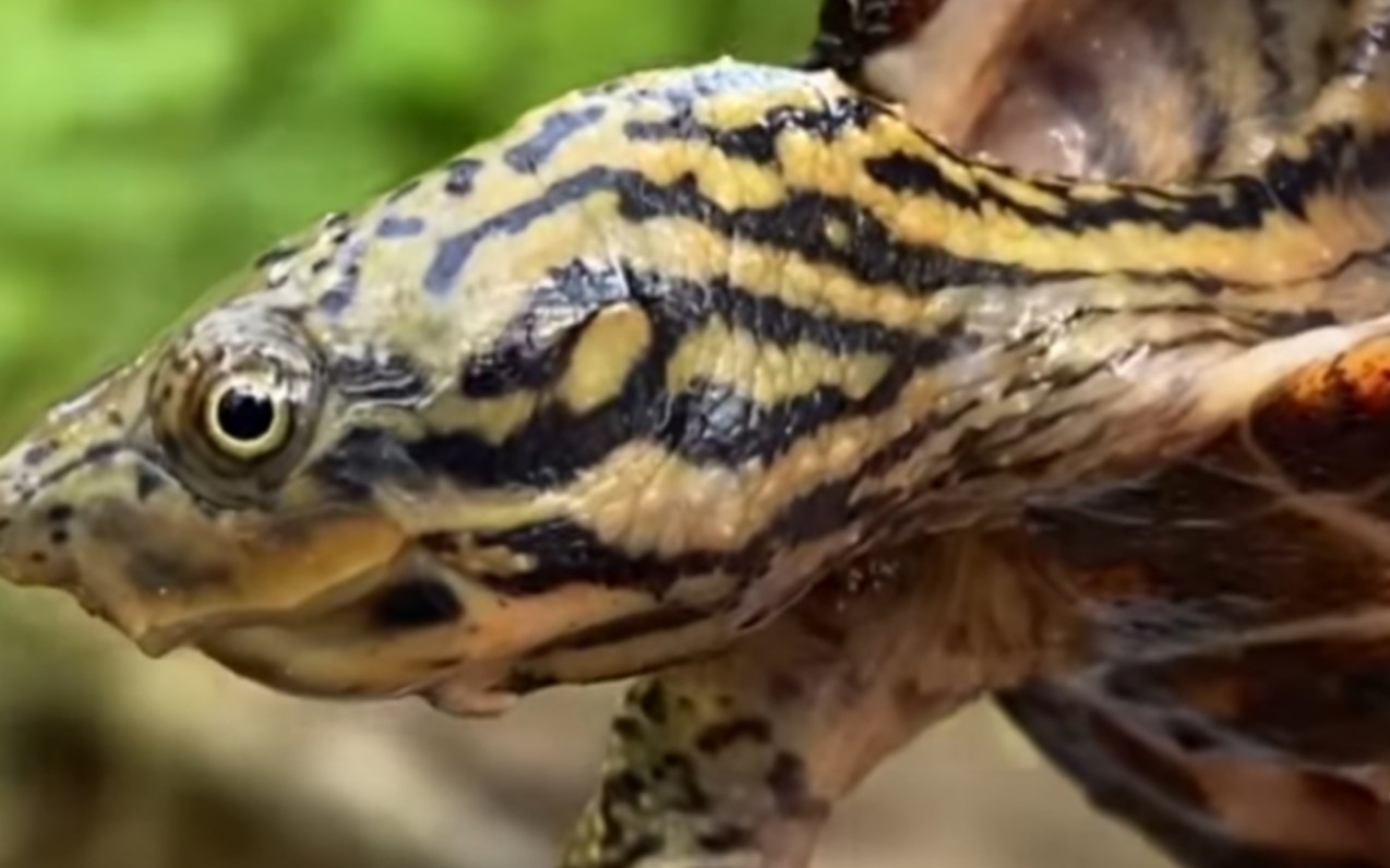 在佐治亚州北部野采虎纹蛋龟/条颈动胸龟