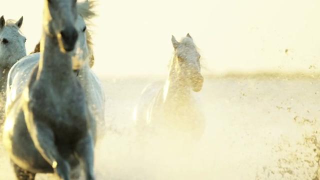 经典音乐:名家名曲——陈军二胡独奏《新赛马》