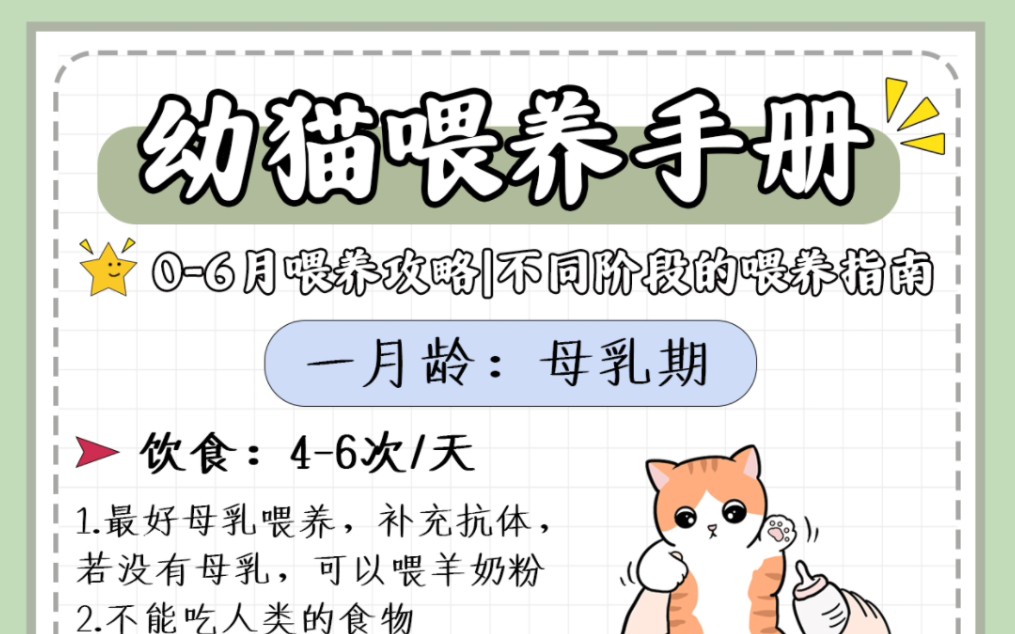 06个月猫咪喂养指标哔哩哔哩bilibili