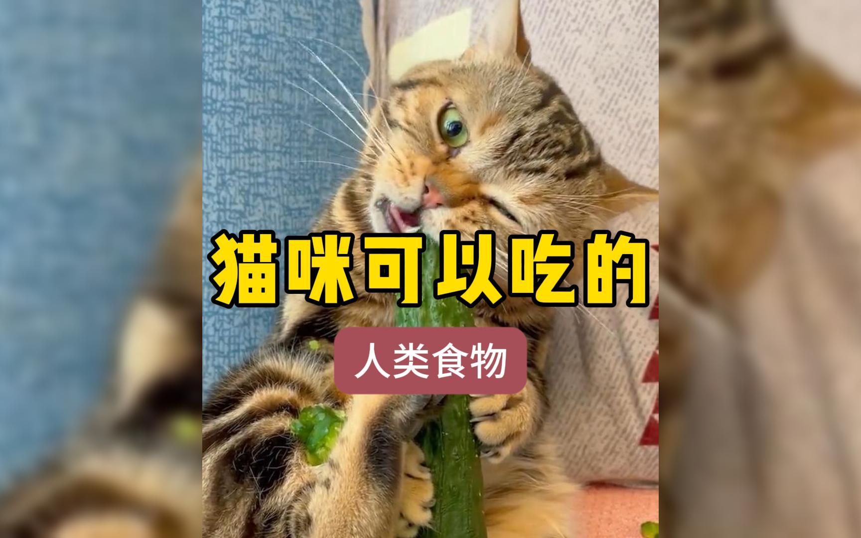 猫咪可以吃的人类食物哔哩哔哩bilibili