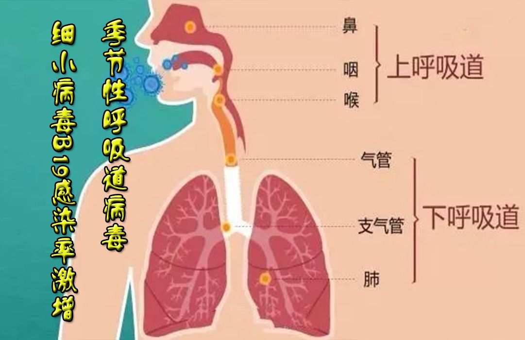 季节性呼吸道病毒细小病毒B19感染率激增哔哩哔哩bilibili