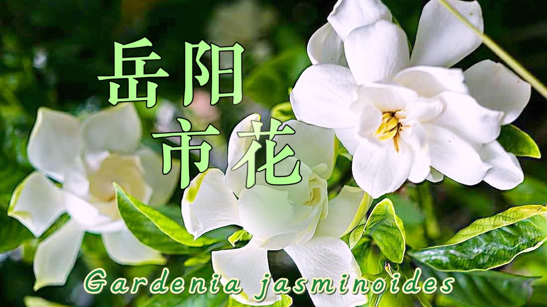 【岳阳市】市花:风吹栀子入花香