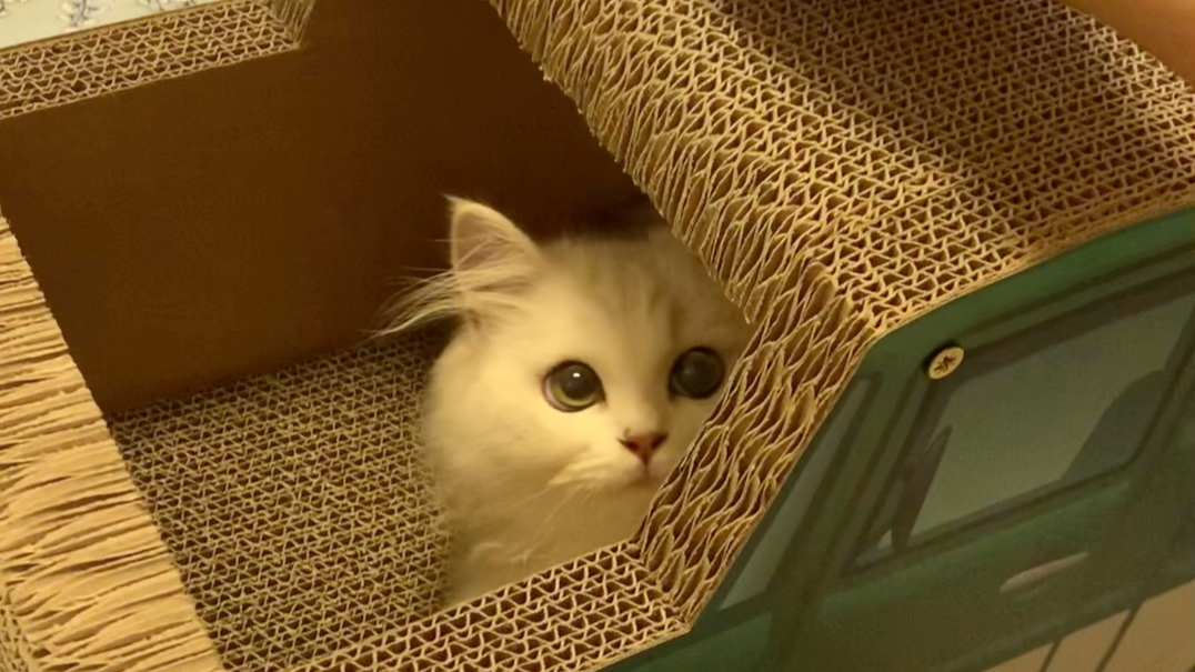 timi在旁边投来羡慕的眼神