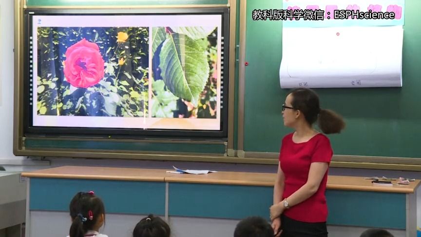 [图]教科版小学科学一年级上册 精品课《校园里的植物》