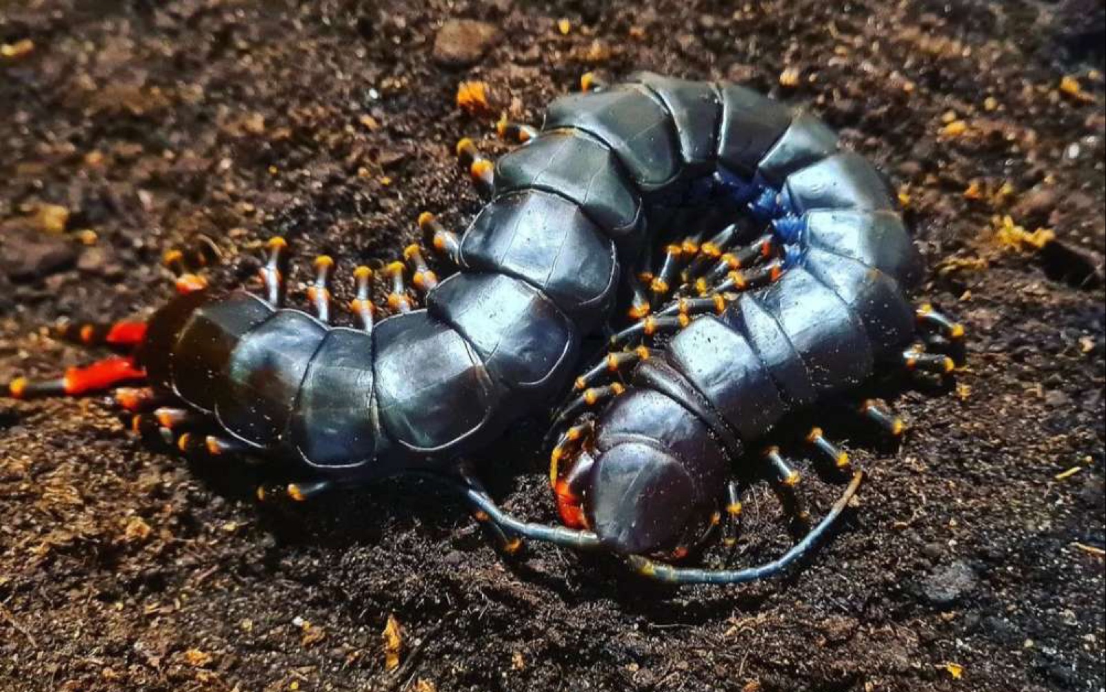 黑秘魯巨人蜈蚣 苗子 食母完 把媽媽吃光光