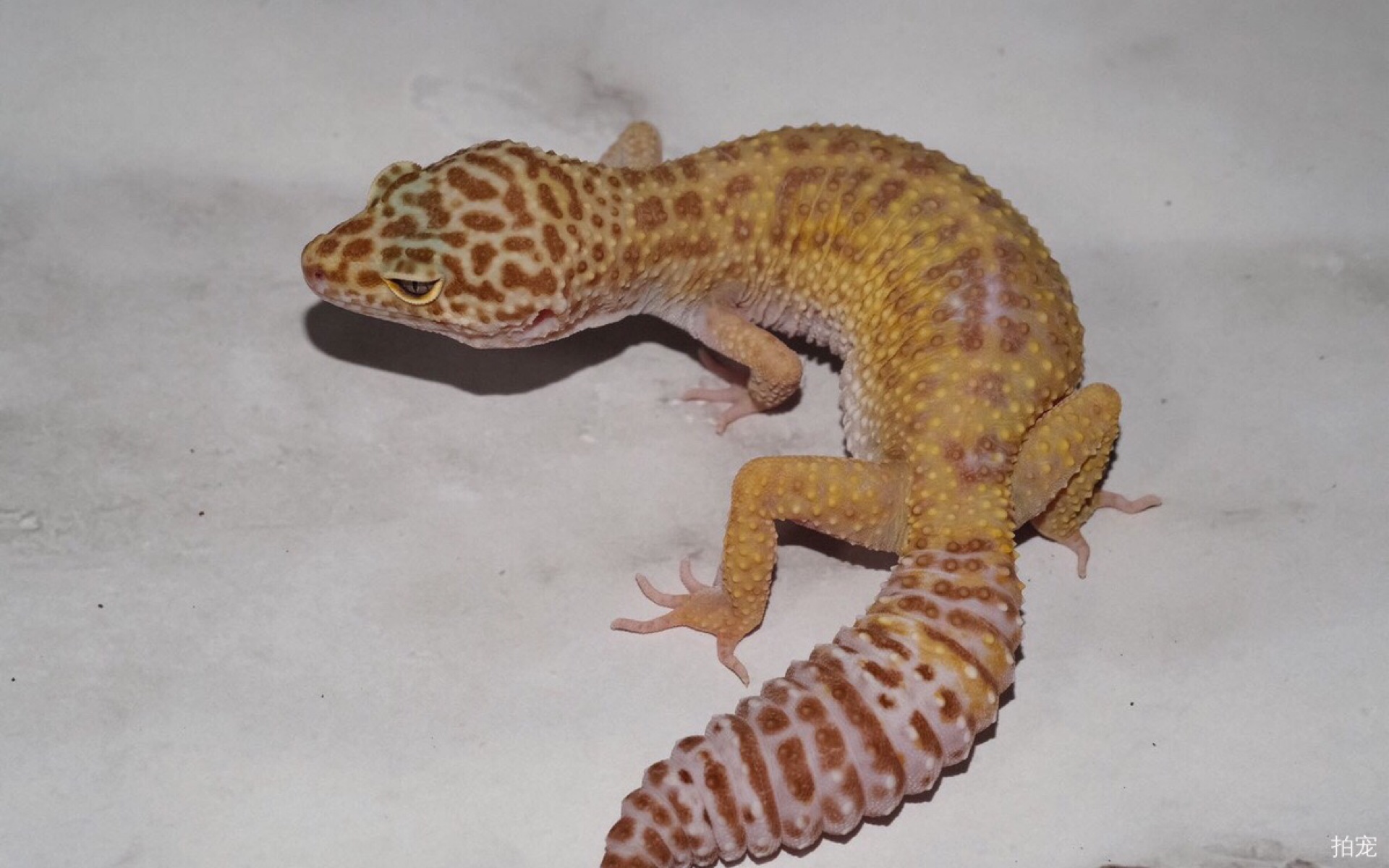 川普白化 肥尾守宫开箱就逃跑