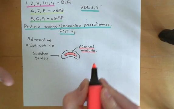 【环磷酸腺苷|cAMP信号通路】Cyclic AMP Signalling Part 5哔哩哔哩bilibili