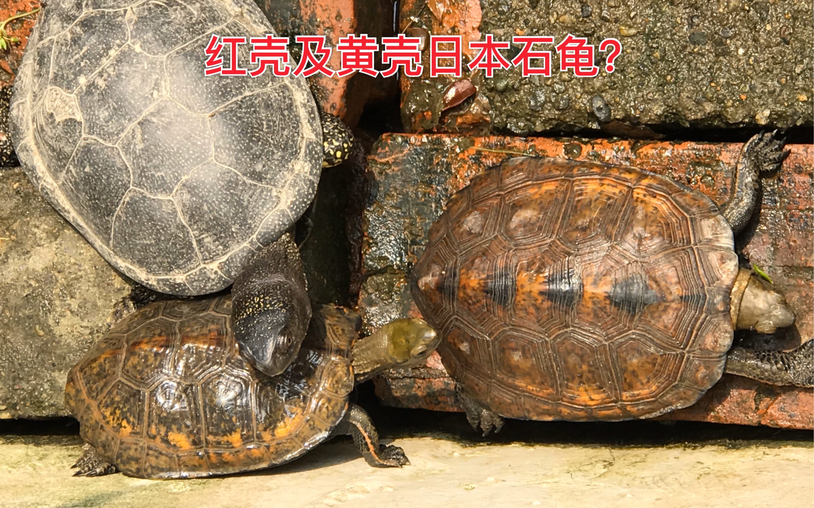 日本石龟红壳与黄壳日本石龟