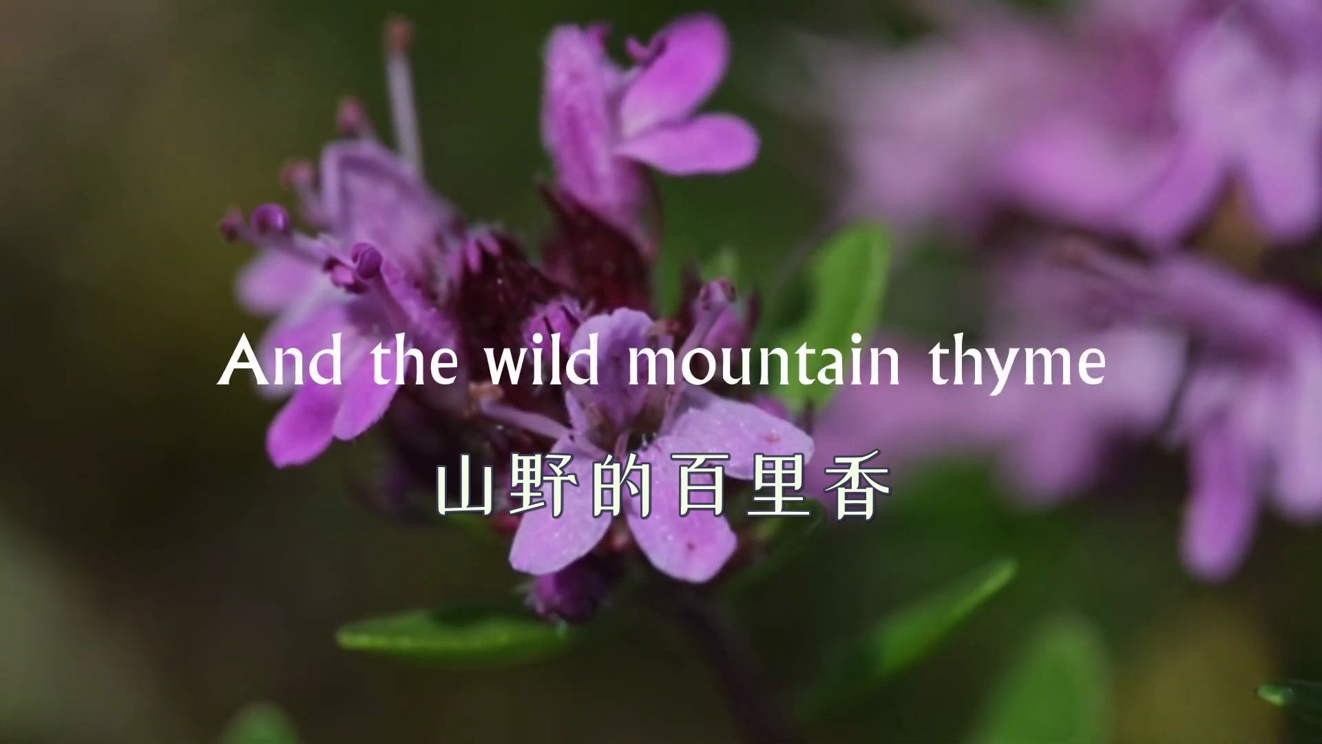 天籁女声《山野百里香》wild mountain thyme 中字