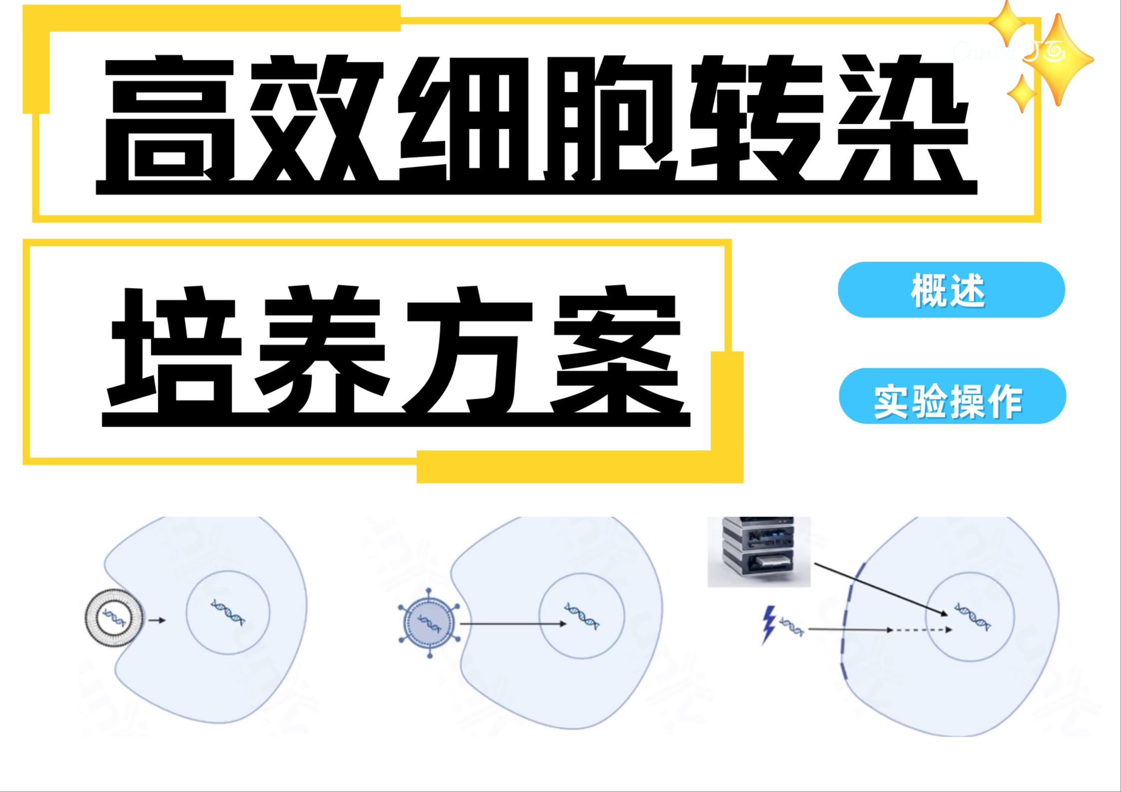 硬核干货!高效细胞转染及后续培养方案来了!哔哩哔哩bilibili