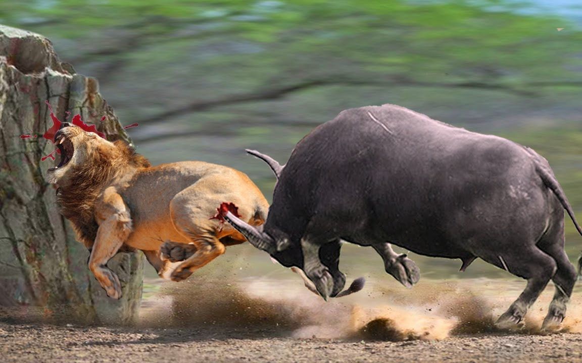 水牛与雄狮的抗衡——它逃,它追,它插翅难飞