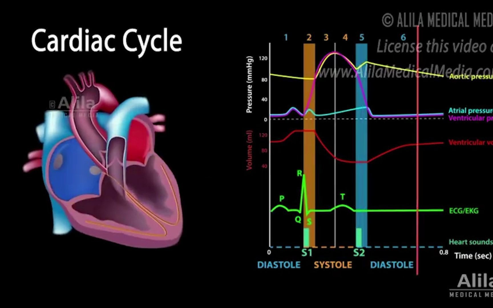 [图]【搬运|渣翻】【Alila Medical Media】--4分钟了解心动周期动画