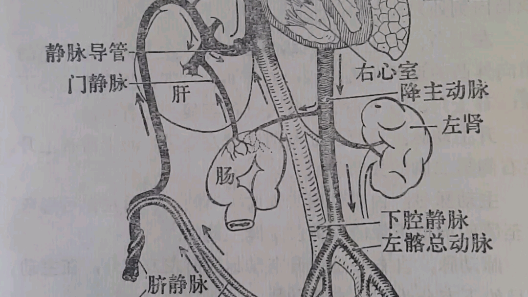 [图]图120《胎儿血液循环和生后变化》