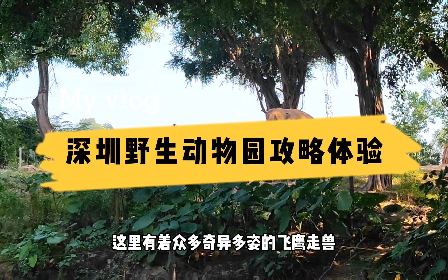 第一次到深圳野生动物园,不知如何游玩,超详细游玩攻略告诉你哔哩哔哩bilibili