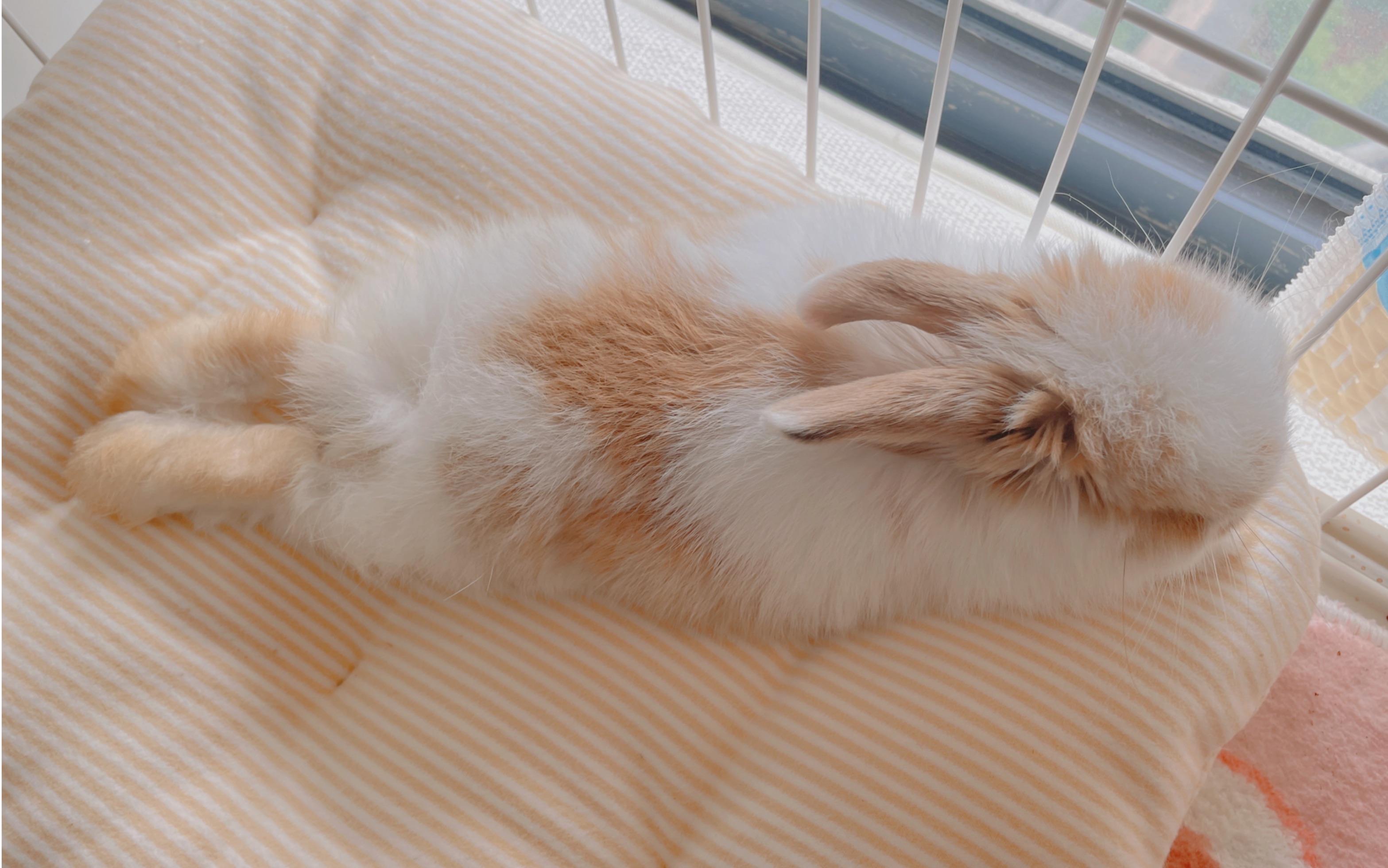 兔子睡觉姿势躺着图片