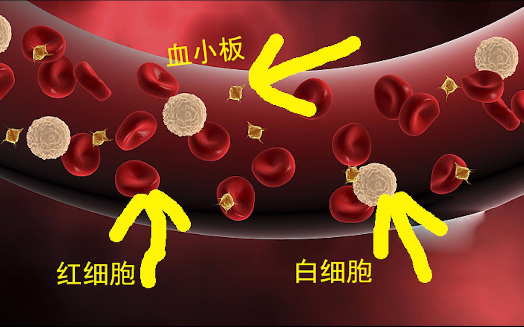 涨姿势!放大4000倍的血细胞,终于看到自己的血小板是什么样子的了