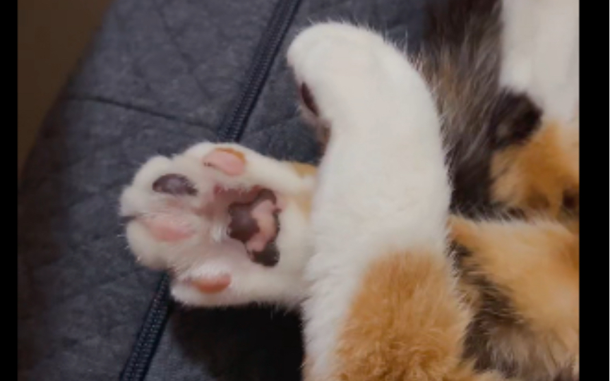 听说你也喜欢猫爪爪