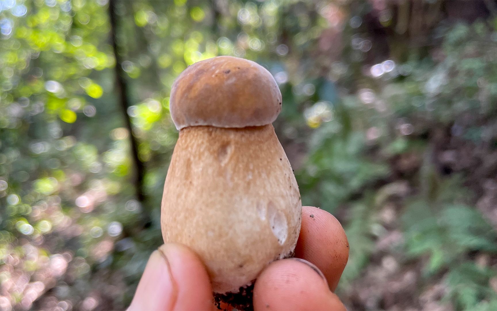 树林里尽是大脚菌,捡安逸了!