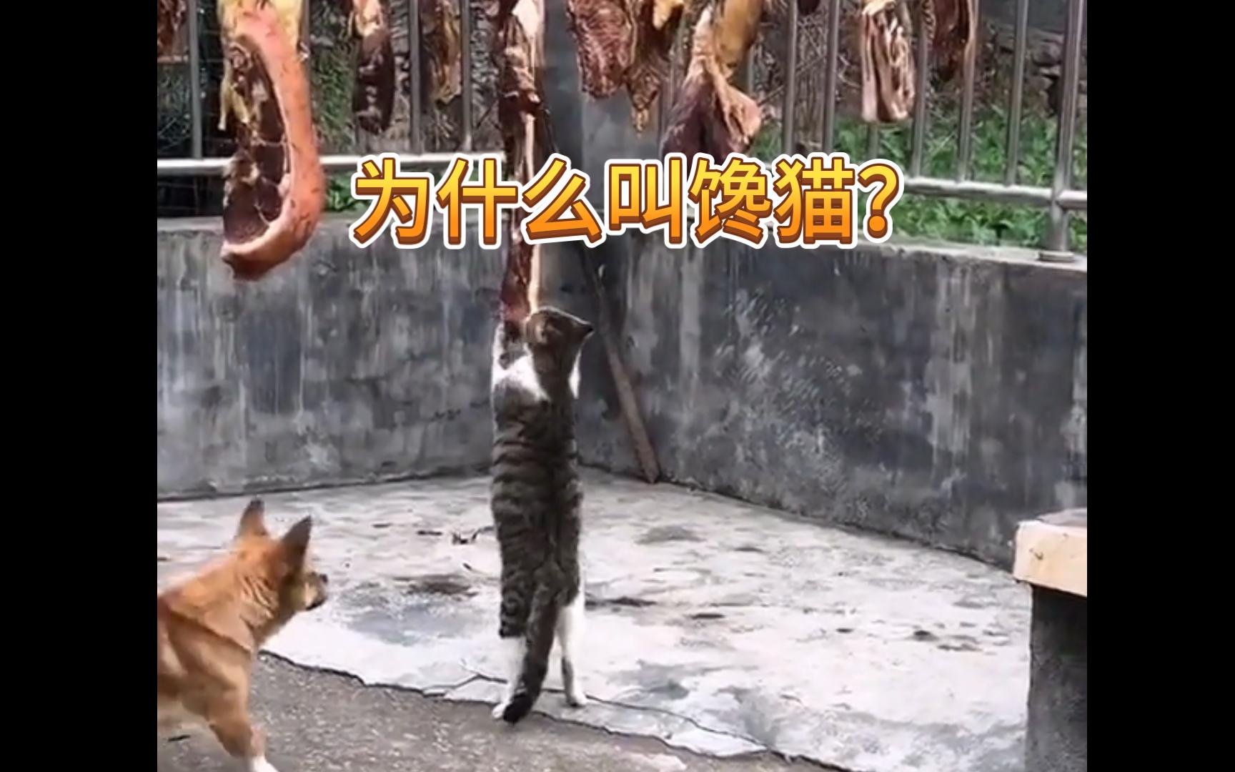 为什么叫馋猫!? 这就是原因!哔哩哔哩bilibili