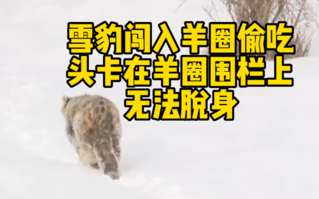 雪豹闯入羊圈偷吃 头卡在围栏上无法脱身 牧民报警求助哔哩哔哩bilibili