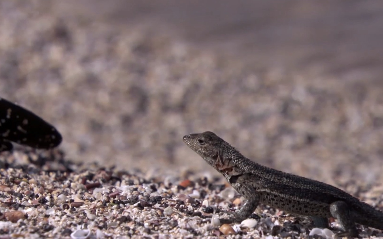 熔岩蜥蜴—吃海狮身上的苍蝇
