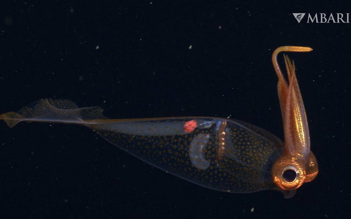 玻璃鱿鱼使用隐形斗篷在暮光区保持安全