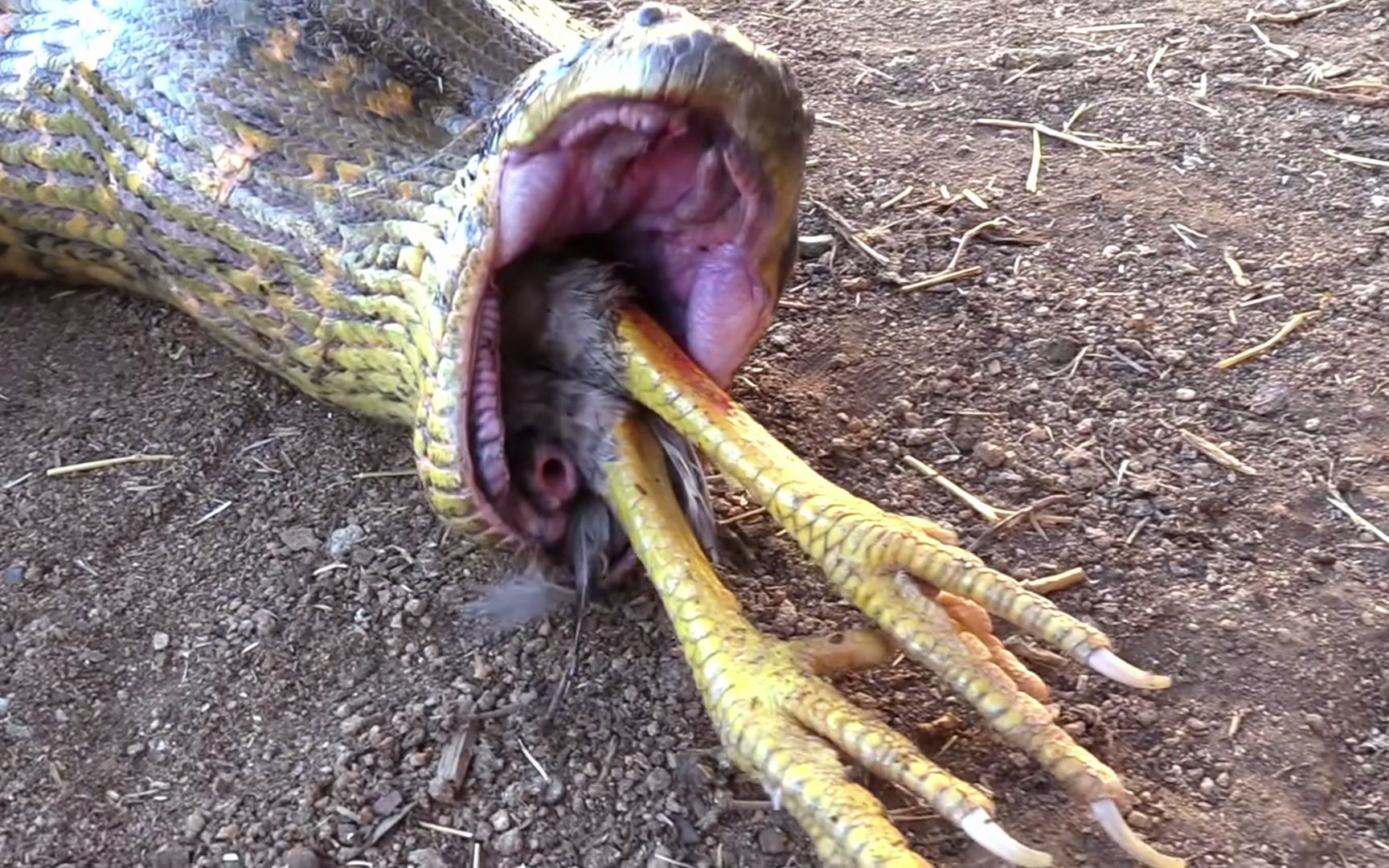 大蟒蛇吃鸡图片