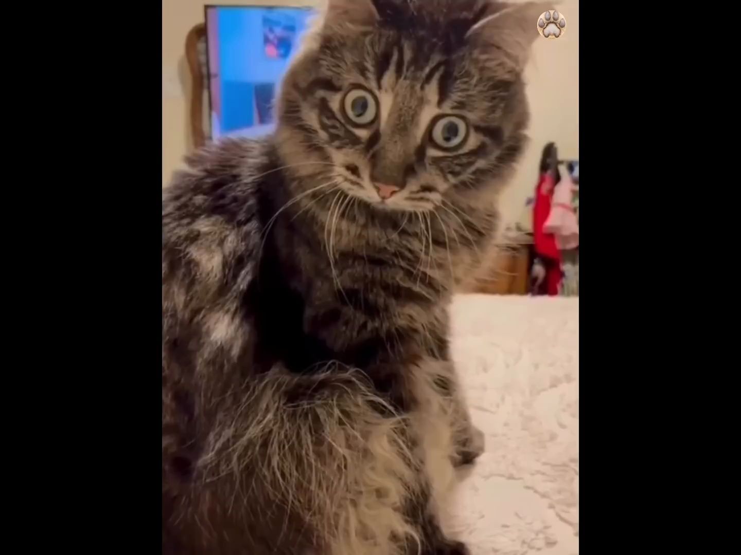 油管上最热搞笑猫狗合集20分钟中杯98