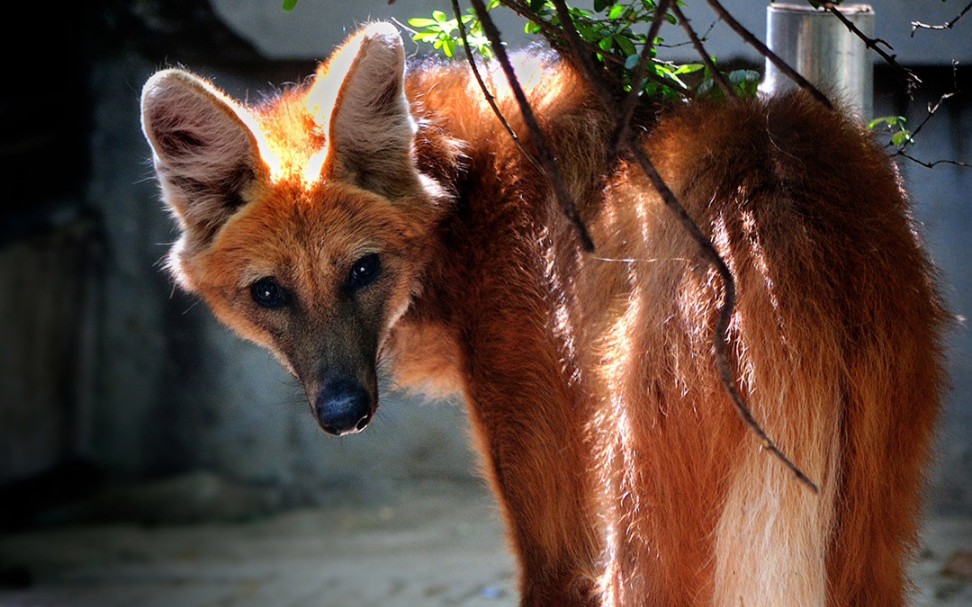 【鬃狼】在北京动物园的心动