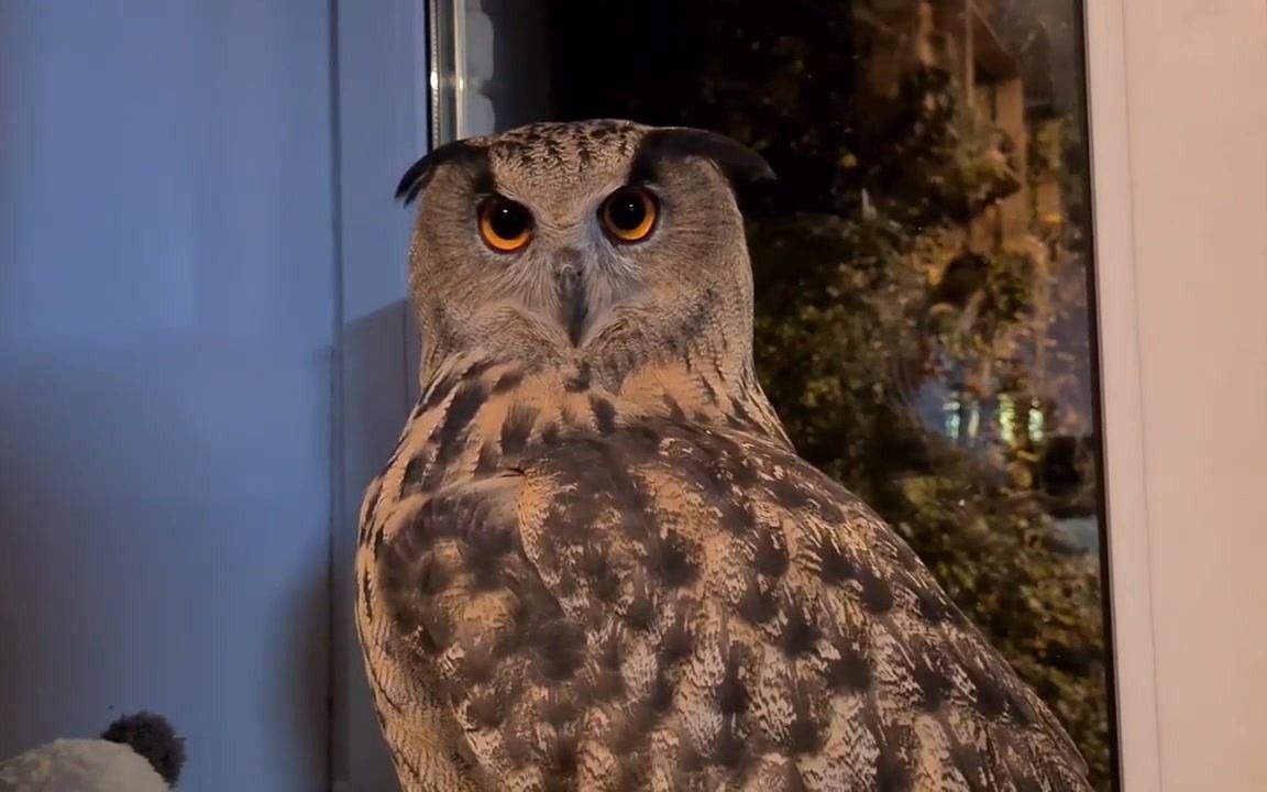 【猫头鹰yoll】注意:俄罗斯女悍妇身边不可触碰的地带