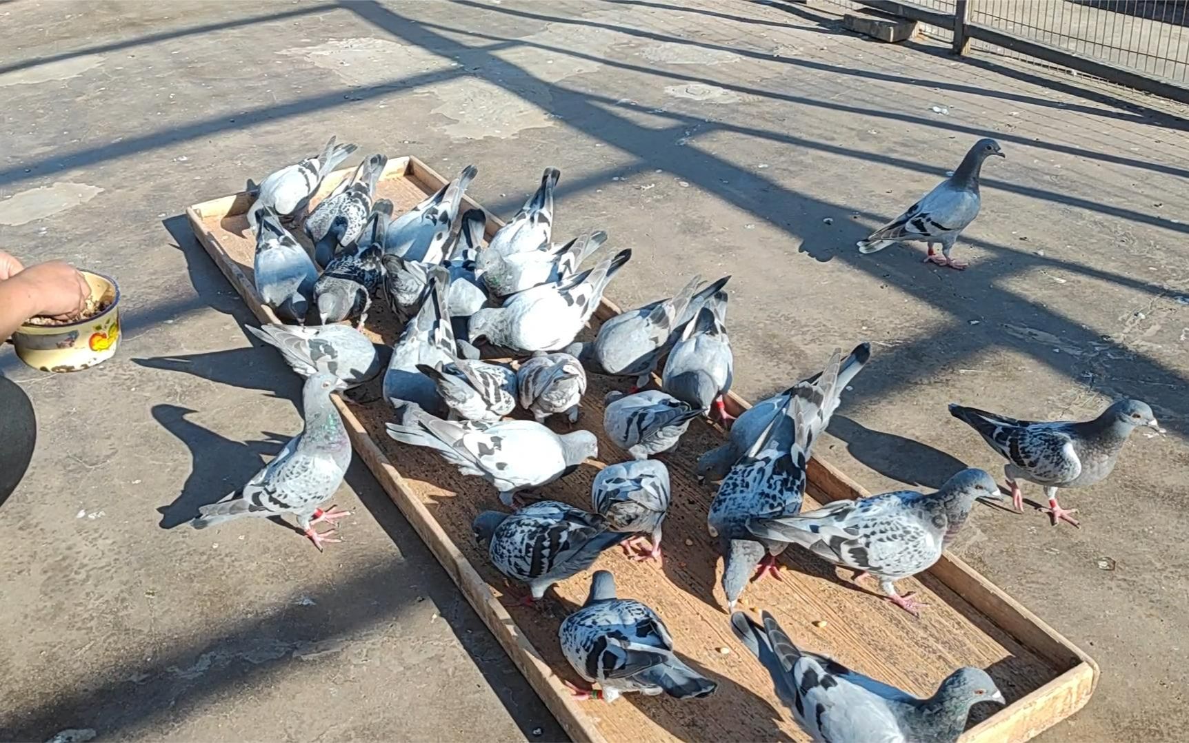 鸽子倒毛换羽期间三个月,注意护理好肠道就问题不大