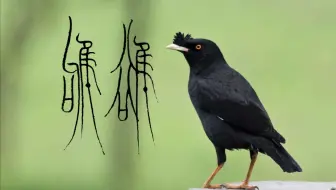 【上古汉语】鸲鹆谣 -《左传》昭公二十五年
