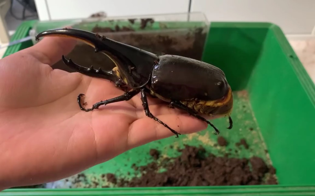 之前全都 转载台湾的养虫爱好者 现在来几个日本养虫爱好者视频