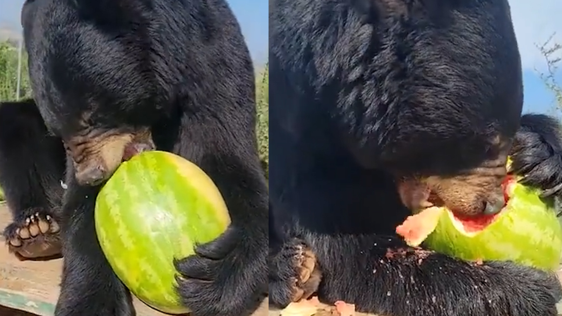 一飼養員給黑熊投食西瓜,熊吃之前還知道剝皮,網友:是個講究熊