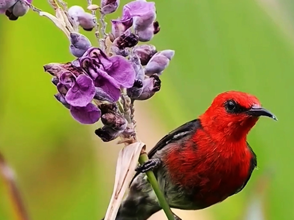 鸟语花香好风景