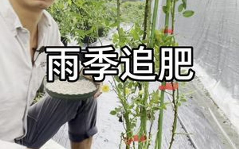 [图]雨季给我们的月季绣球等花草追肥可以在盆面上撒些复合肥，通过雨淋慢慢渗入土中！