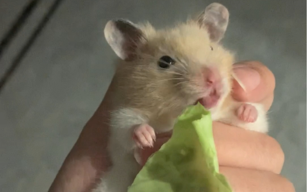 金丝熊躺手|吃播日常|白腰米熊【大福】