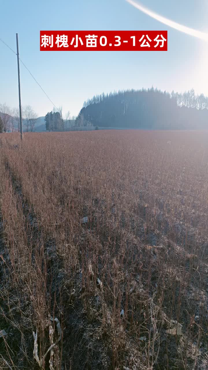 山东刺槐苗种植基地 